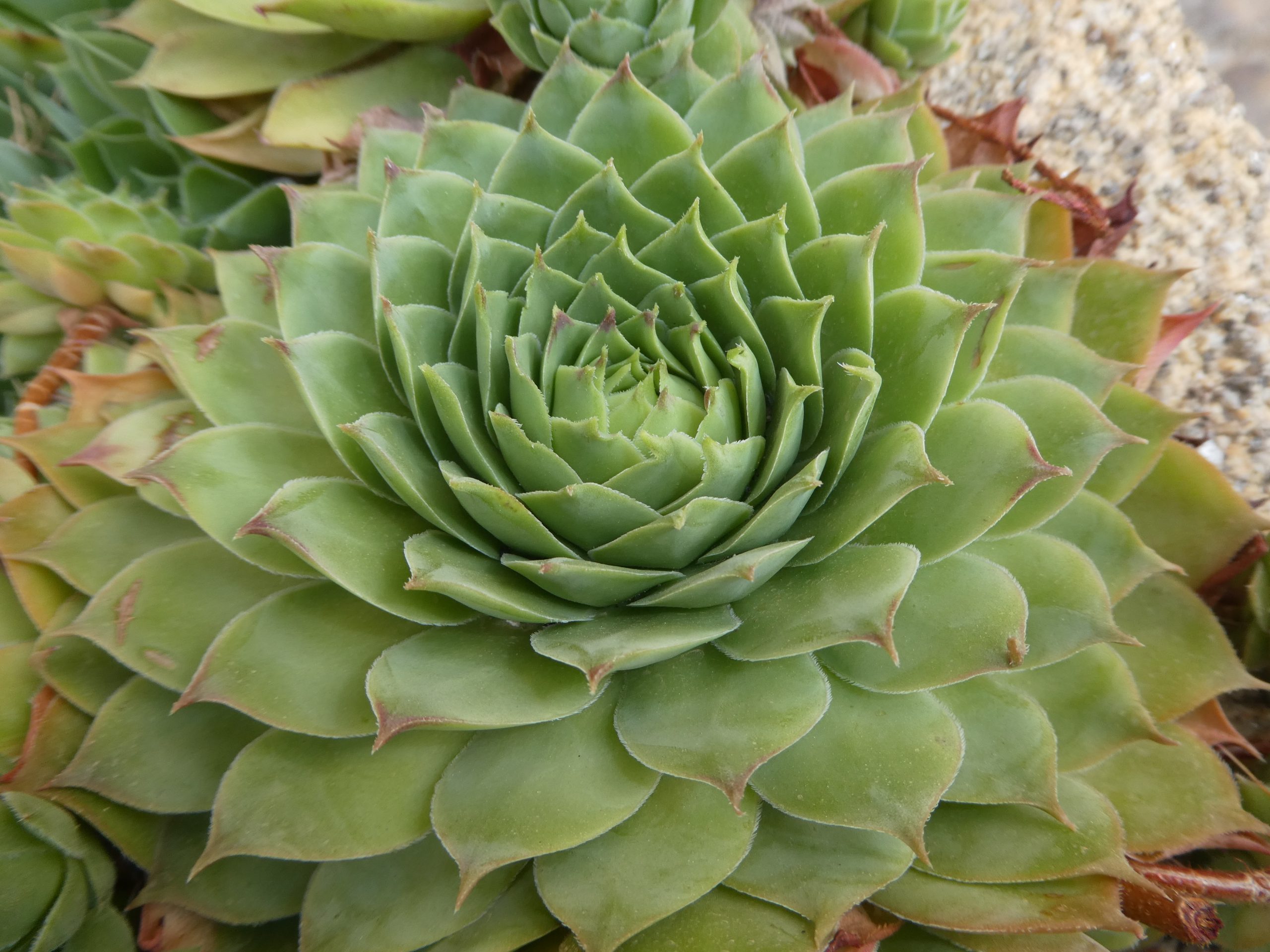 Moroccan Oil: A Natural Remedy For Breast Cysts? - h99o1cu